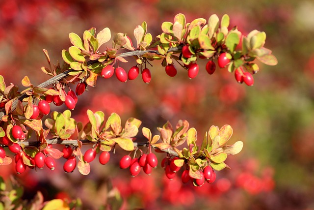 barberry Image by Alicja from