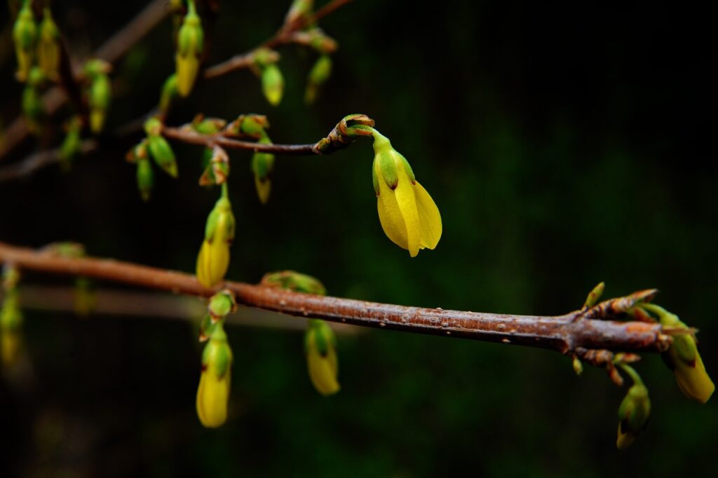 berberine Image by yais gao from Pixabay